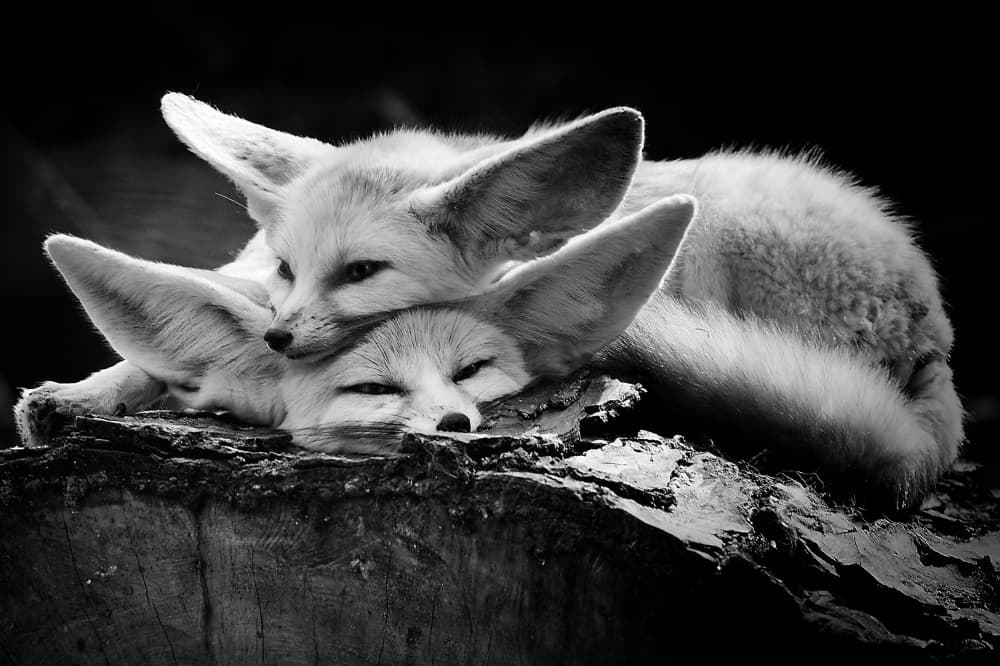 Peaceful Fennec Foxes by IB Ross Rossi — canvas wall art
