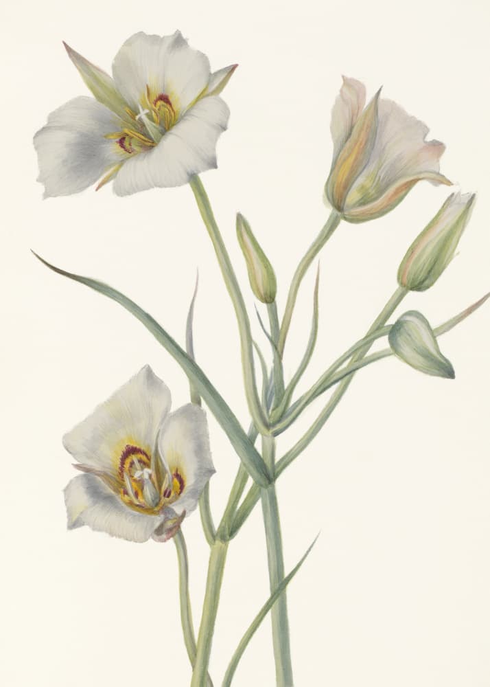 Sego Lily by Mary Vaux Walcott — canvas wall art