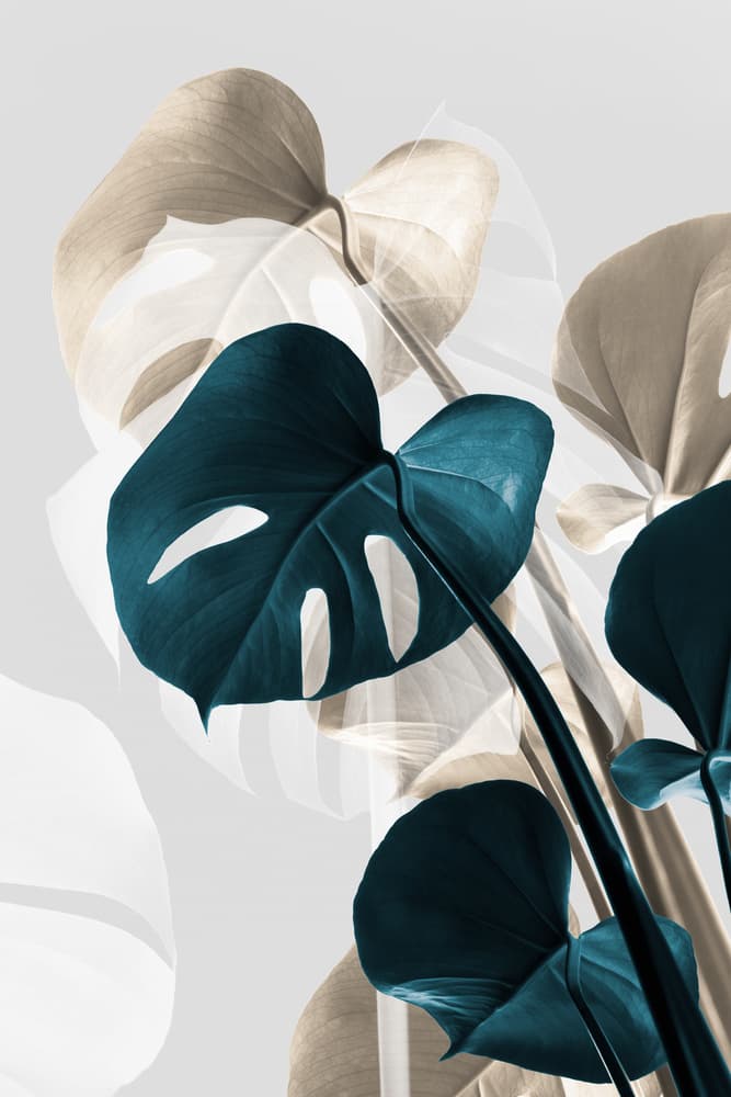 Modern Tropical Monstera by Old Artists Studio III — canvas wall art