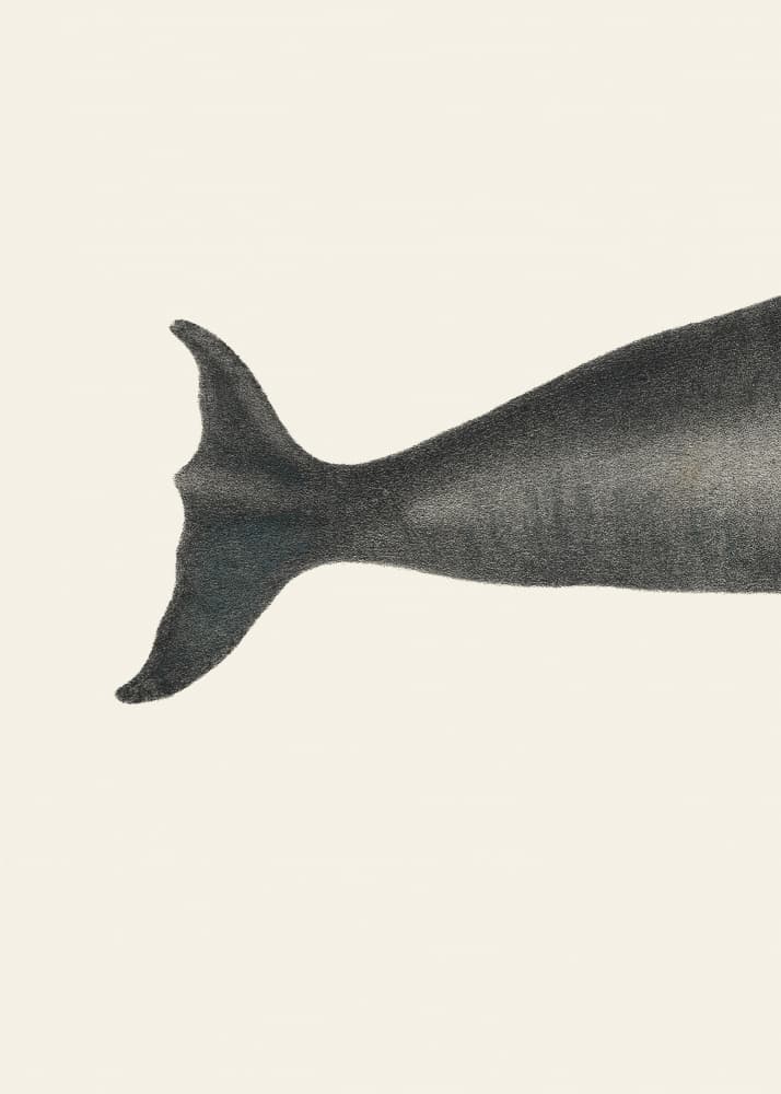 Whale Tight Crop I Handcolored Sealife Lithograph 1824 by Vintage Poster — canvas wall art
