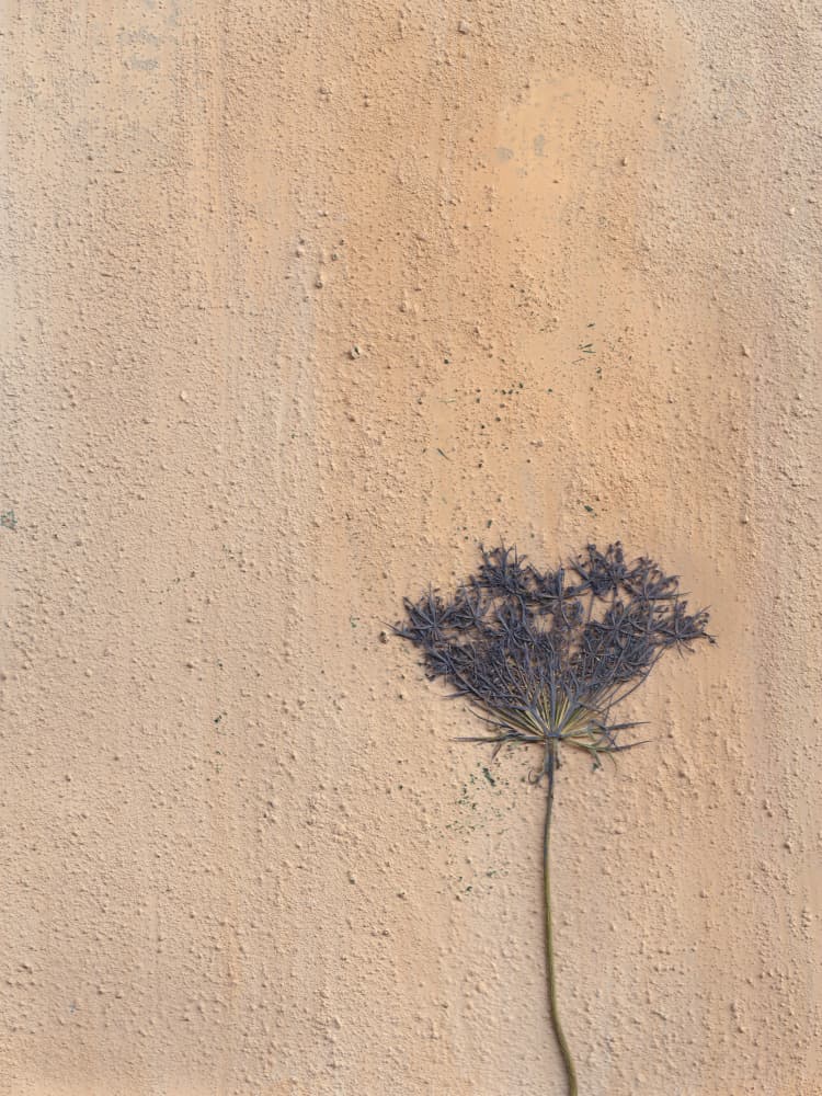Earthy Flower Texture by Maira Ribena — canvas wall art