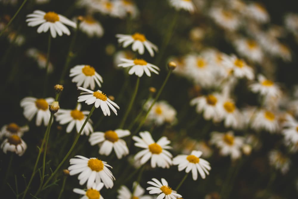 Beautiful Daisies by engin akyurt — canvas wall art