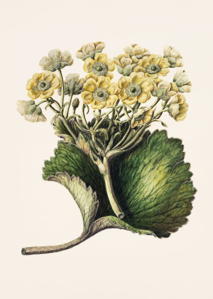 Korikor Drawn By Sarah Featon (1848–1927 by Sarah Featon — canvas wall art