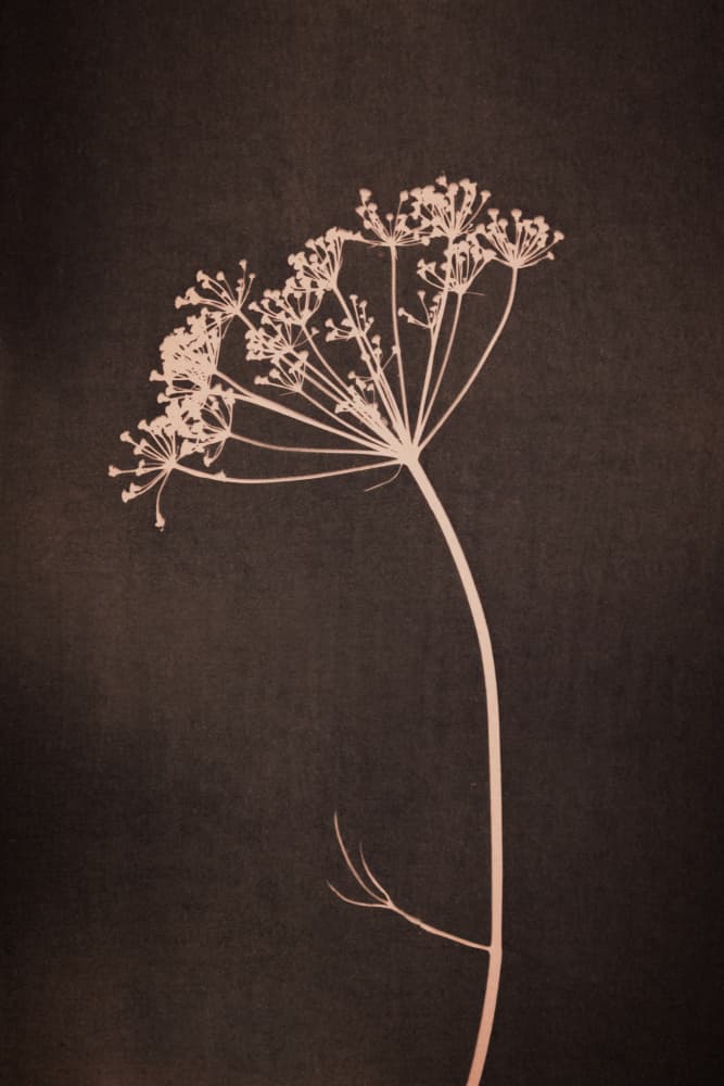 Delicate Botanical Silhouette by Mayra Pama — canvas wall art