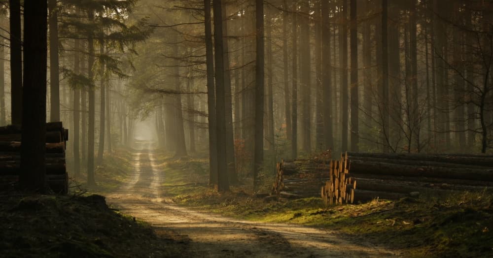 Misty Forest Path by Jan Paul Kraaij — canvas wall art