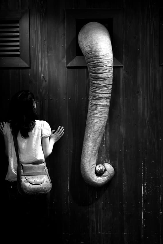 Elephant Trunk Curiosity by Koji Sugimoto — canvas wall art