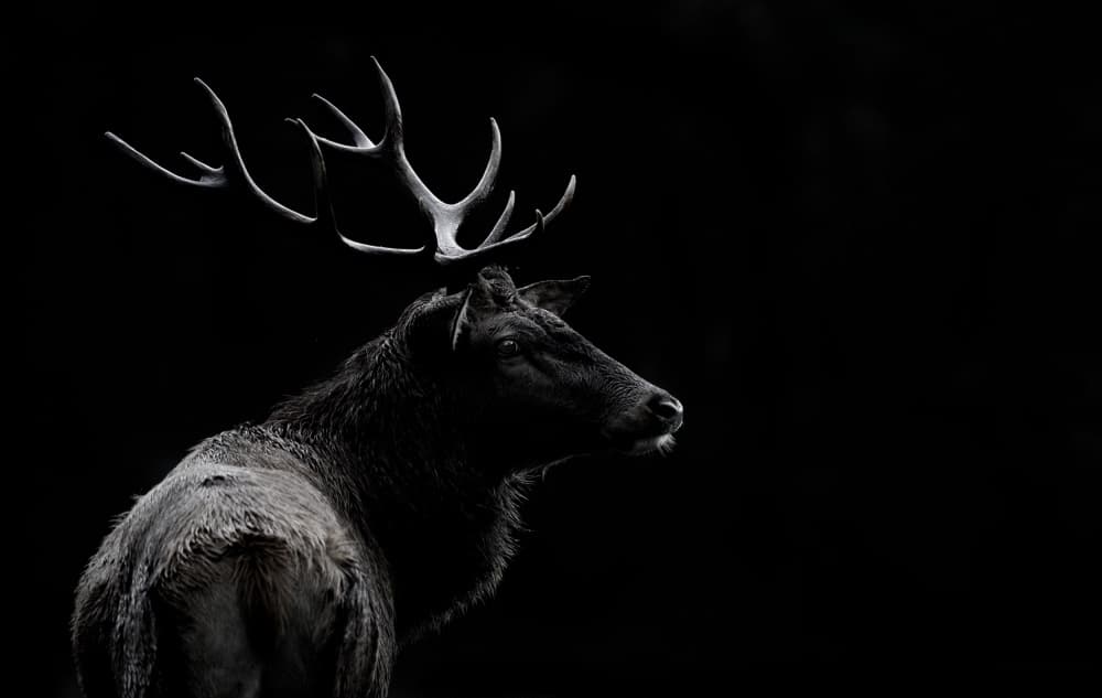 Majestic Elk in Shadow by Massimo Mei — canvas wall art