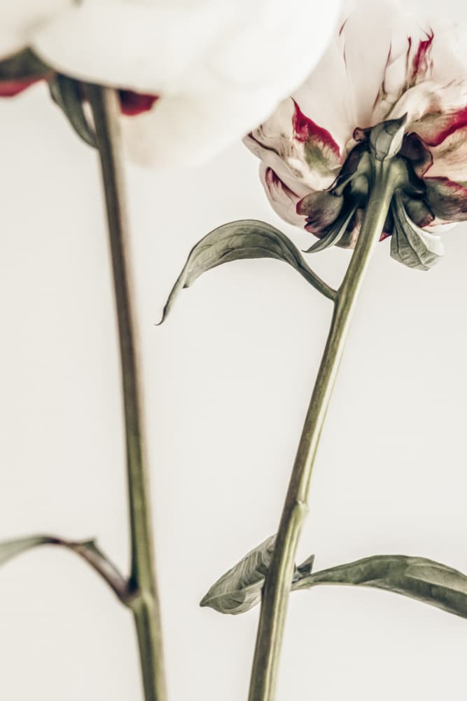 Delicate Peony Undersides by Old Artists Studio III — canvas wall art
