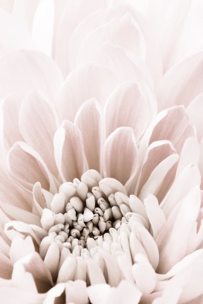 Soft Pink Bloom by Old Artists Studio III — canvas wall art