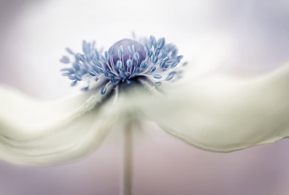 a n e m o n e by Mandy Disher — canvas wall art