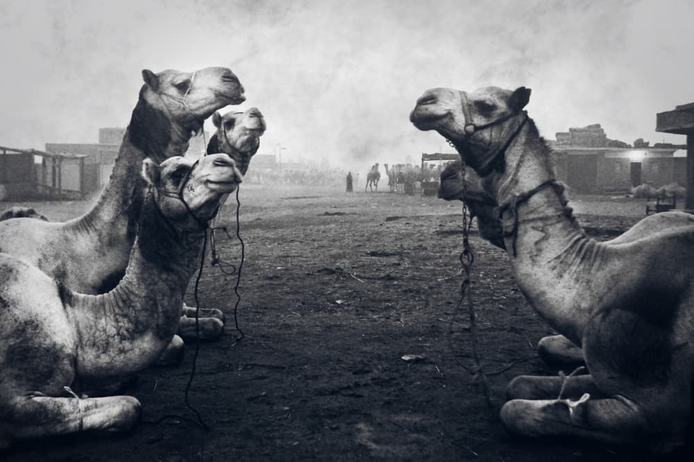 Desert Market Camels by Mohamed Fawzy Kutp — canvas wall art