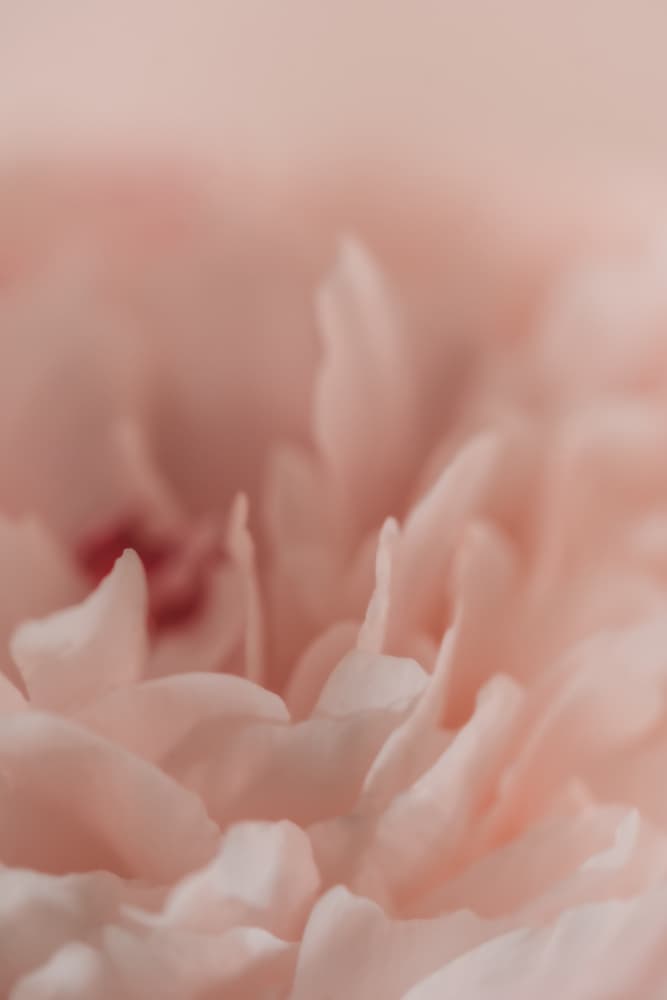 Soft Pink Bloom by Courtney Crane — canvas wall art
