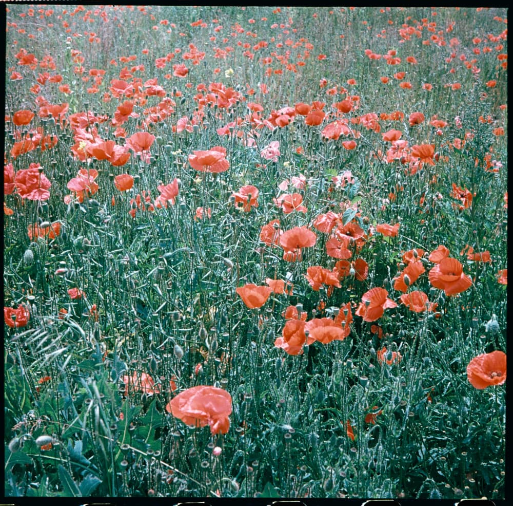 Vibrant Poppy Field by Patryk Krygowski — canvas wall art
