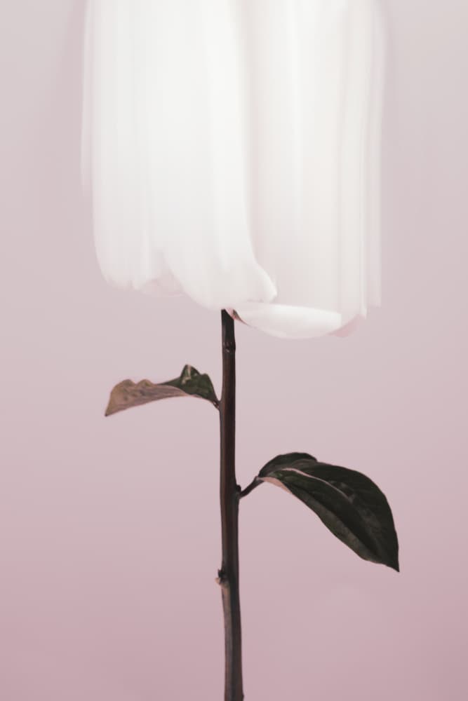 Ethereal White Bloom by Old Artists Studio III — canvas wall art
