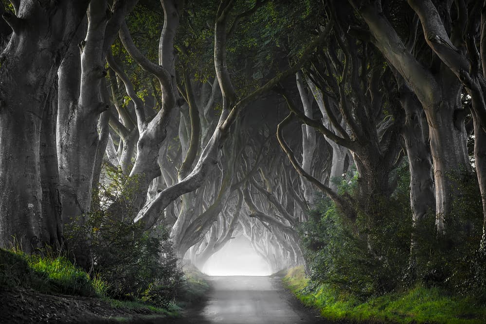 Mysterious Tree Tunnel by Nicola Molteni — canvas wall art