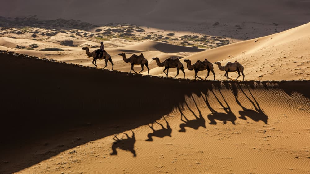 Camel Caravan Shadows by Shin Woo Ryu — canvas wall art