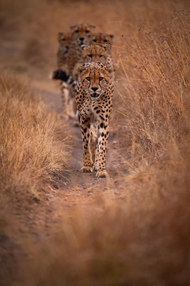 Wild Cheetah Procession by Mohammed Alnaser — canvas wall art