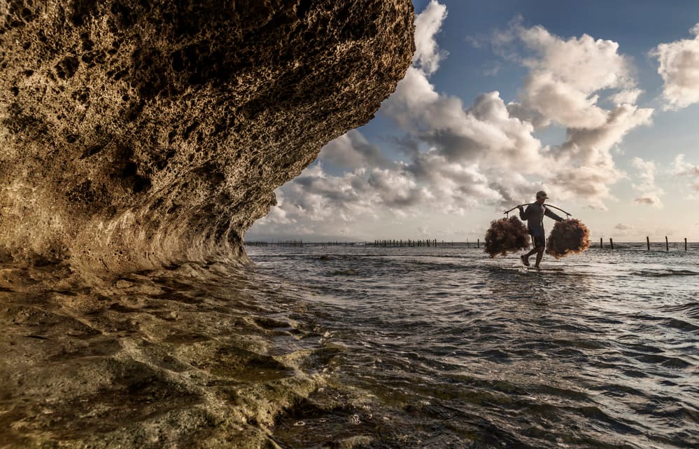 Seaweed Harvester Walks Shore by PRADEEP RAJA — canvas wall art