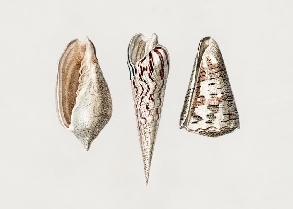 Three Mollusks Crop by Charles Dessalines D Orbigny — canvas wall art