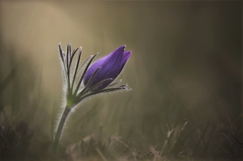 Soft Purple Bud by Istvan Lichner — canvas wall art