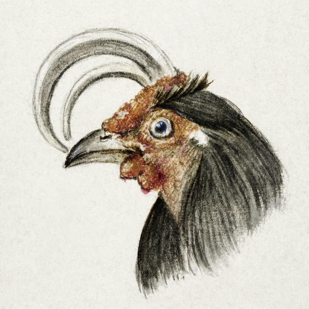 Head of a Rooster (1816) by Jean Bernard — canvas wall art