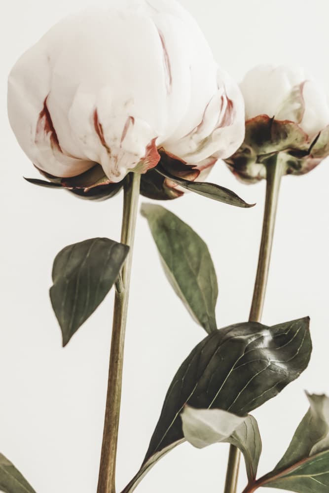 Soft White Peonies by Old Artists Studio III — canvas wall art