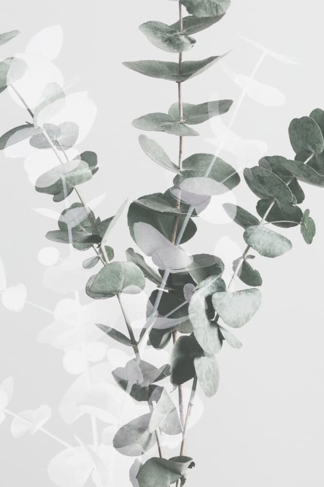 Soft Eucalyptus Branches by Old Artists Studio III — canvas wall art