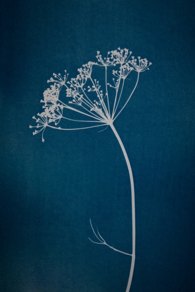 Indigo Botanical Silhouette by Mayra Pama — canvas wall art