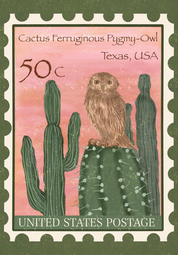 Cactus Pygmy Owl by Aliya Putrus — canvas wall art