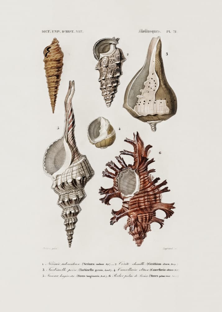 Sealife II by Charles Dessalines D Orbigny — canvas wall art