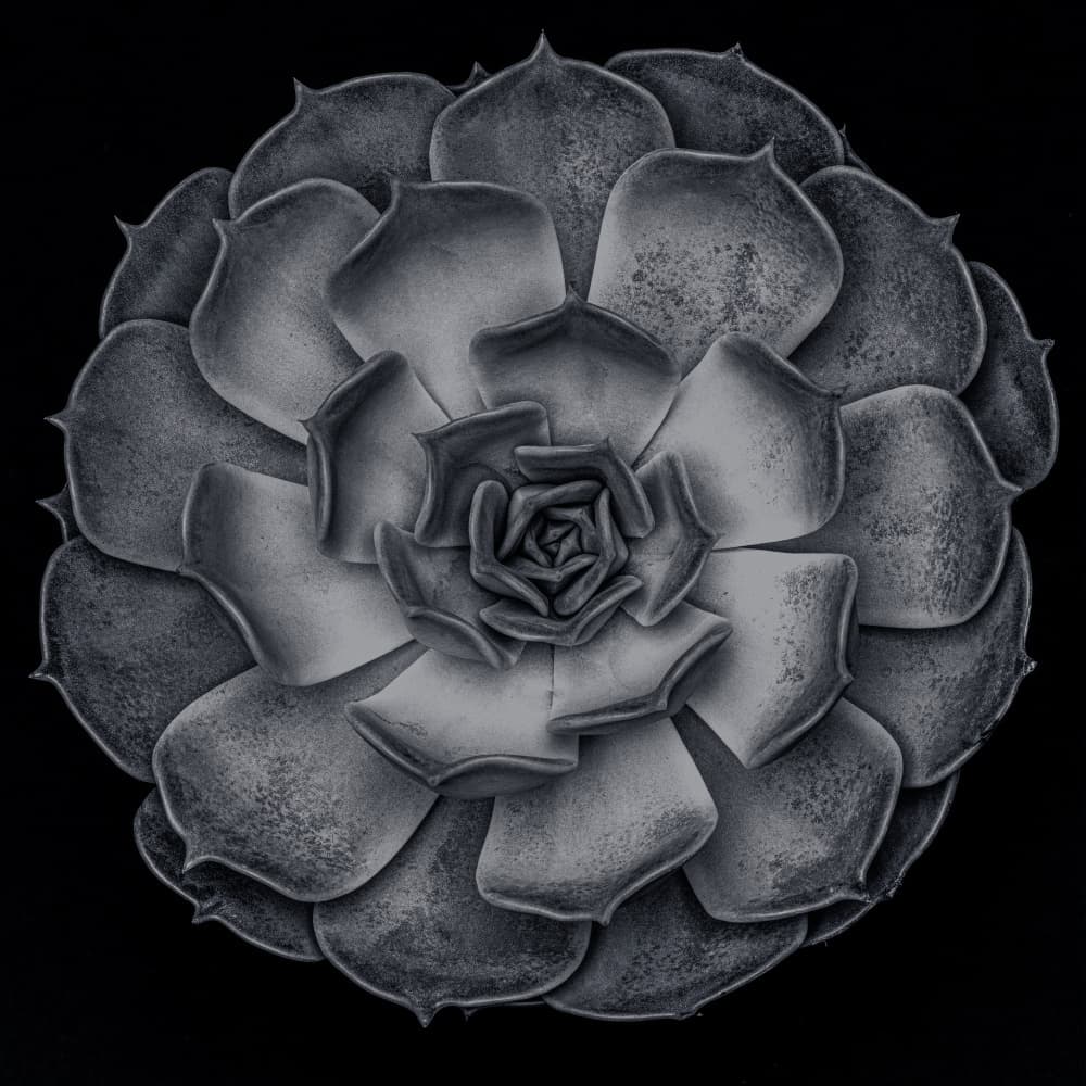 Monochrome Succulent Rosette by Old Artists Studio III — canvas wall art