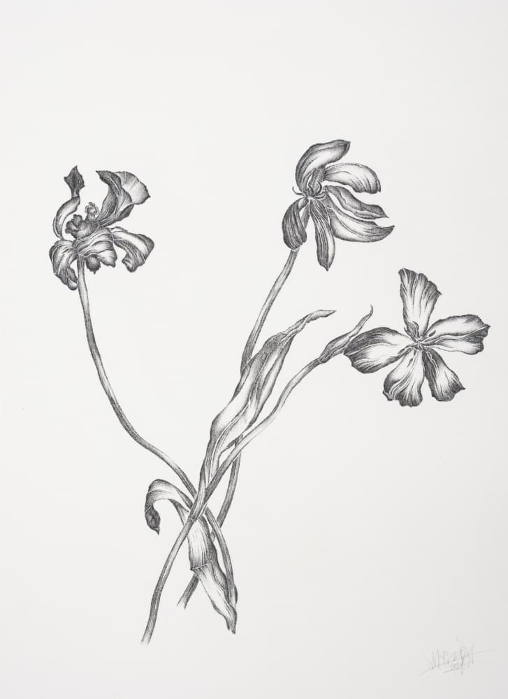 Delicate Botanical Drawing by Mette Rix — canvas wall art
