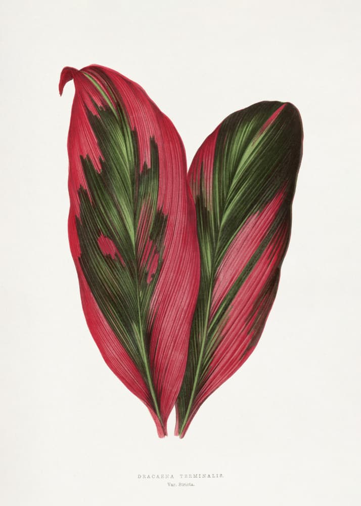 Pink Dracaena Terminalis Leaf Illustration by Les Plantes a Feuillage Colore — canvas wall art