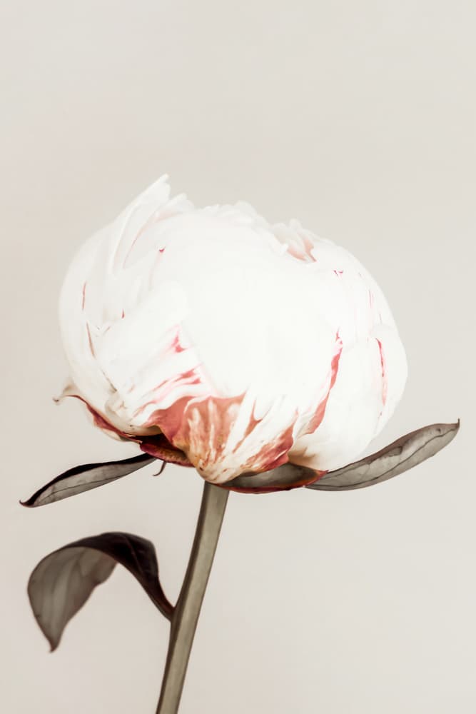 Delicate White Peony by Old Artists Studio III — canvas wall art