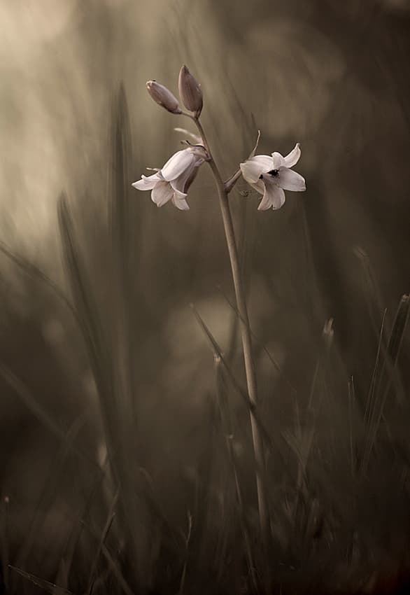 Delicate Meadow Blooms by Allan Wallberg — canvas wall art