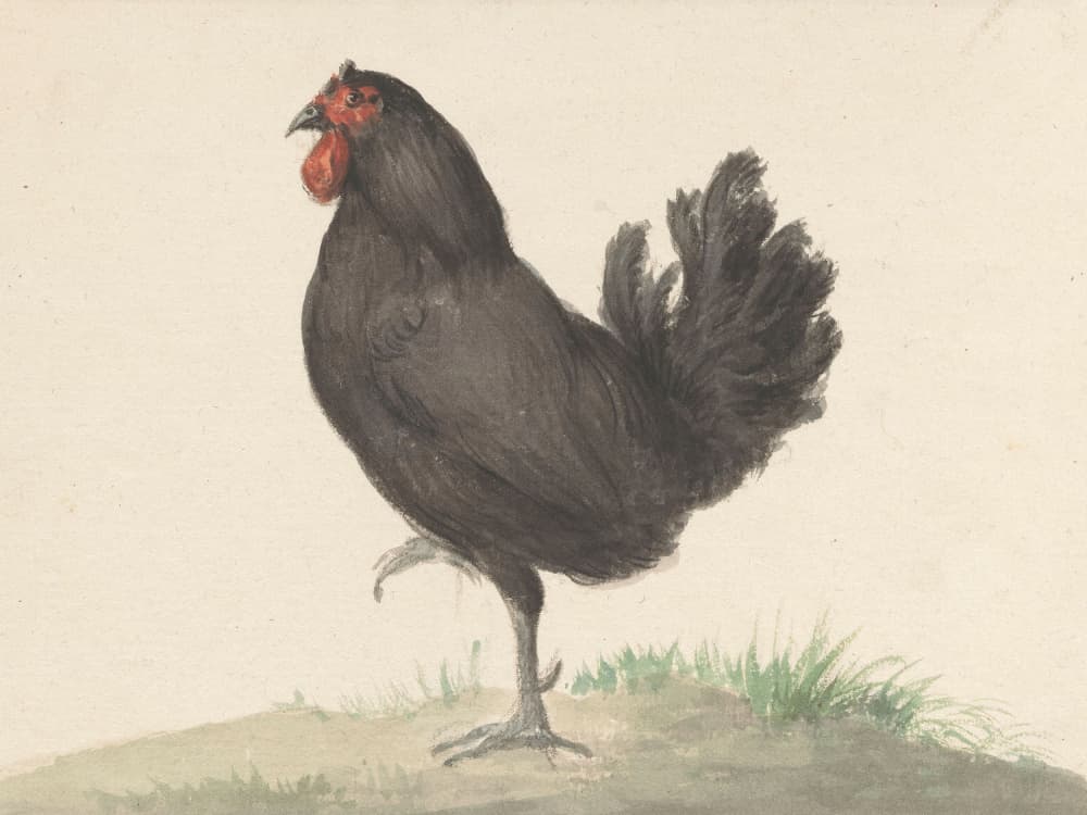 Staande Zwarte Kip (1775–1833) by Jean Bernard — canvas wall art