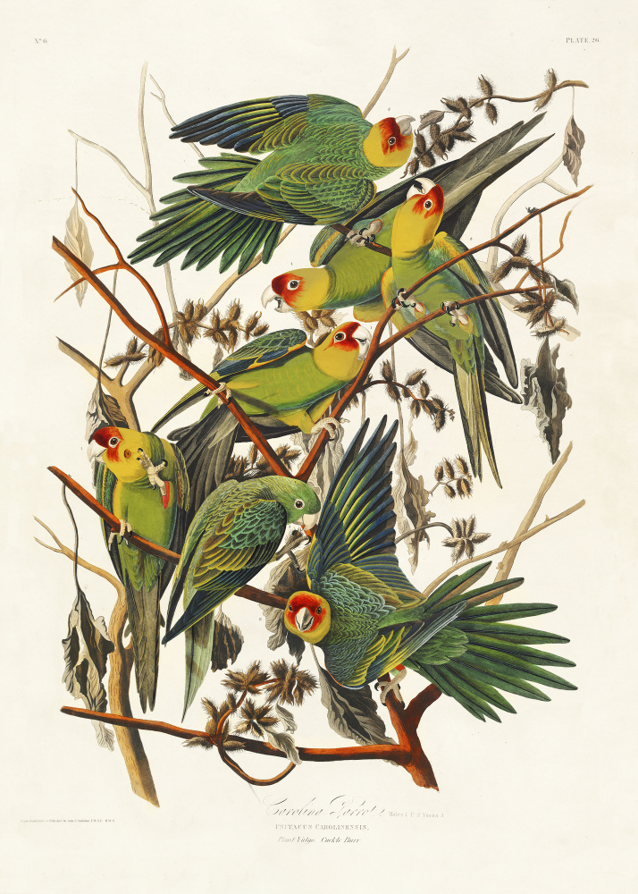 Carolina Parrot From Birds of America (1827) by John James Audubon — canvas wall art
