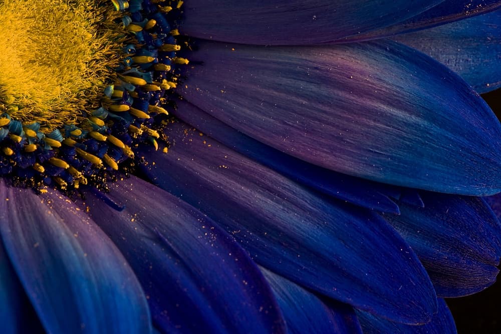 Vibrant Blue Bloom Detail by Þorsteinn H. Ingibergsson — canvas wall art