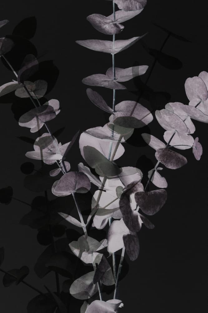 Moody Eucalyptus Leaves by Old Artists Studio III — canvas wall art
