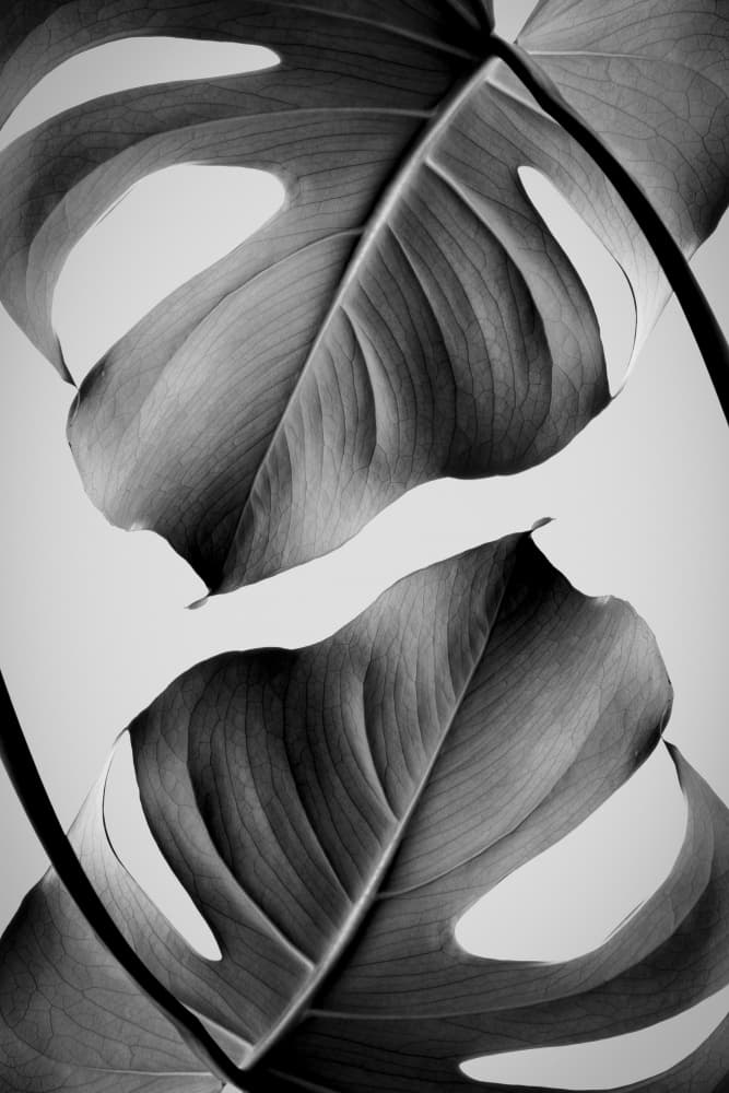 Tropical Monstera Forms by Old Artists Studio III — canvas wall art