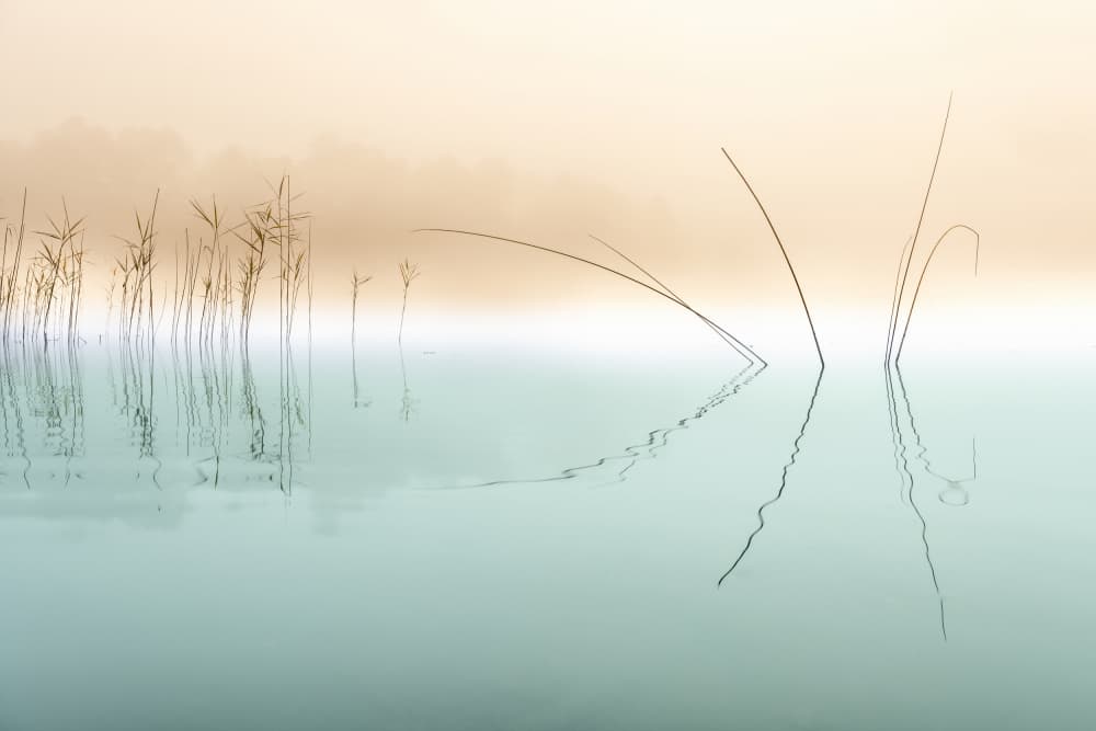Misty Reeds Reflection by Ulrike Eisenmann — canvas wall art