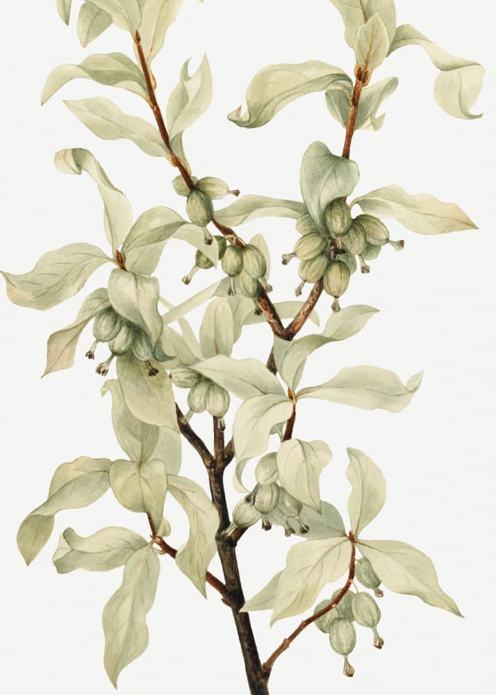 Silverberry (1922) by Mary Vaux Walcott — canvas wall art