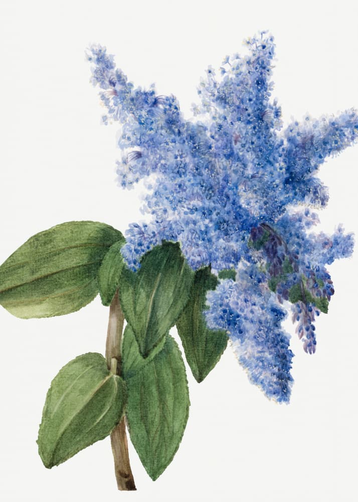 California Lilac (1935) by Mary Vaux Walcott — canvas wall art