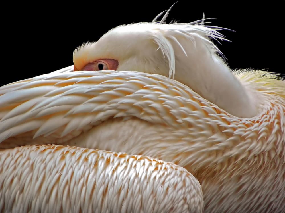 Peaceful White Pelican by Thierry Dufour — canvas wall art