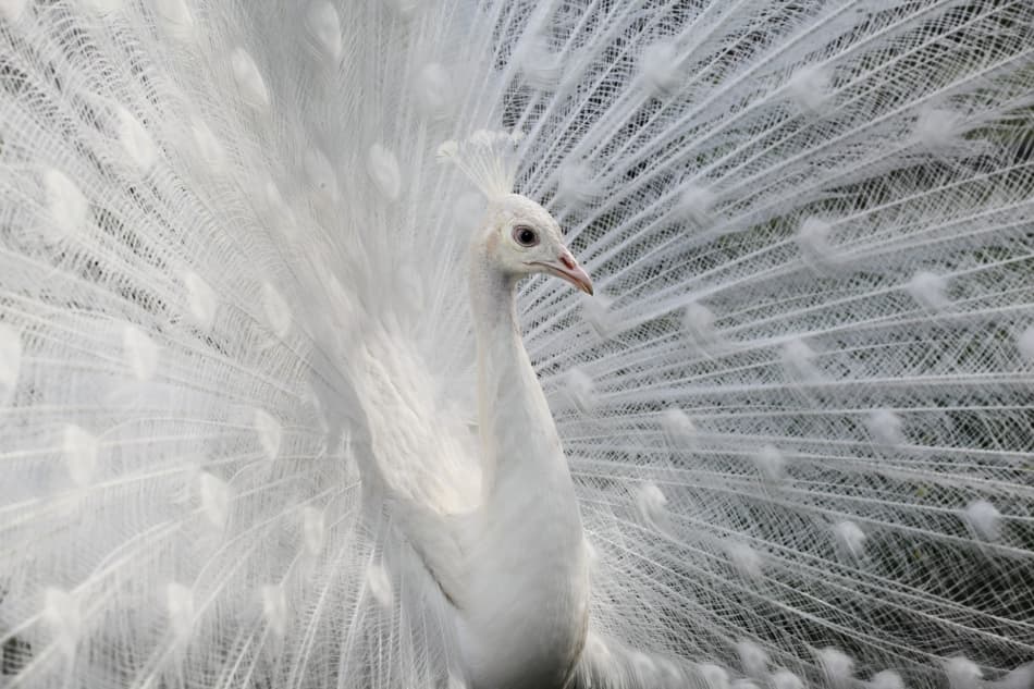 White Peacock Display by Victoria  Glinka — canvas wall art