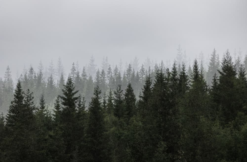 Mystical Forest Scene by Mareike Böhmer — canvas wall art