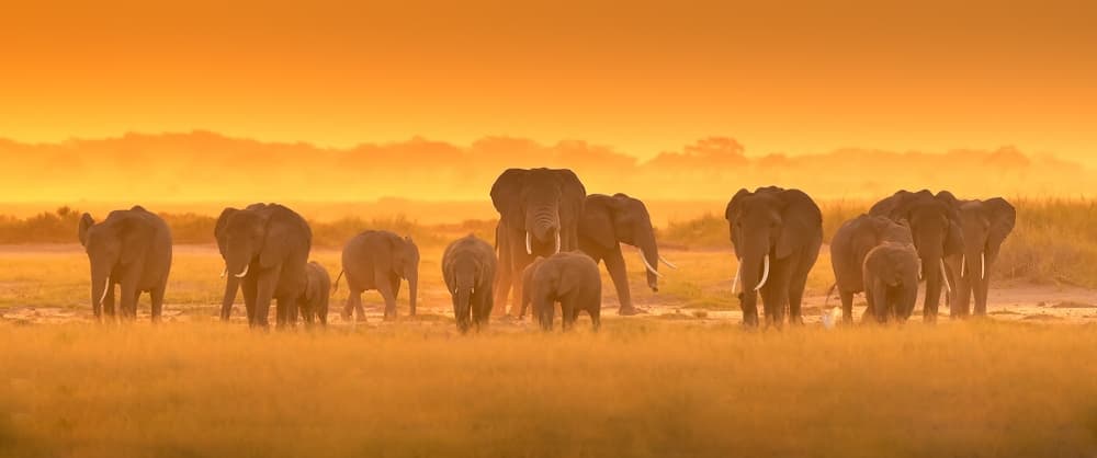 African Elephants Golden Hour by David Hua — canvas wall art