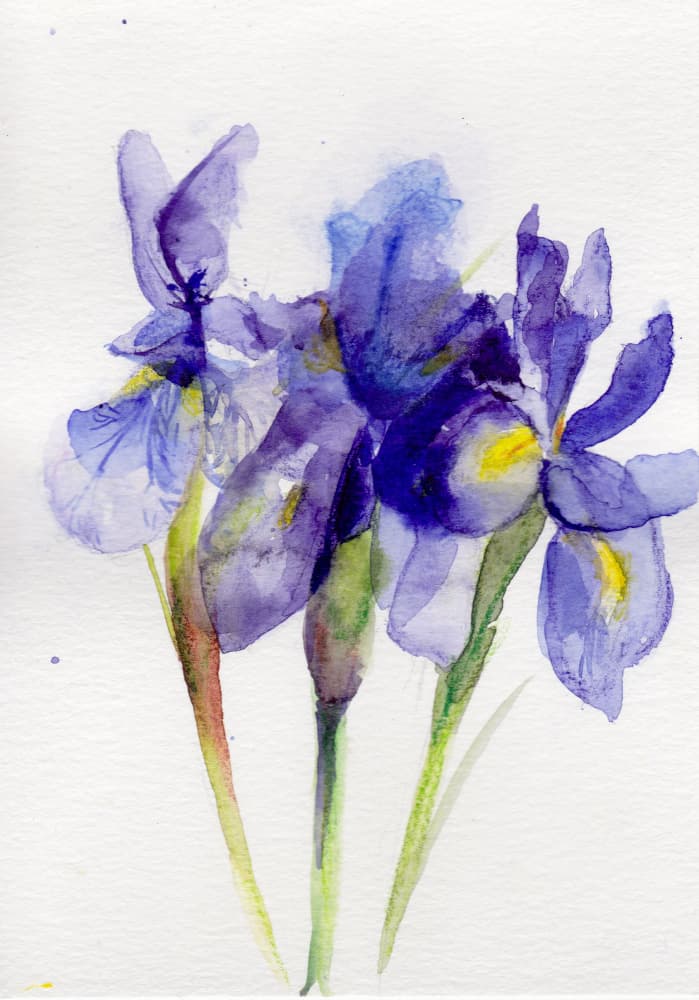 Vibrant Watercolor Irises by Christine Lindstrom — canvas wall art