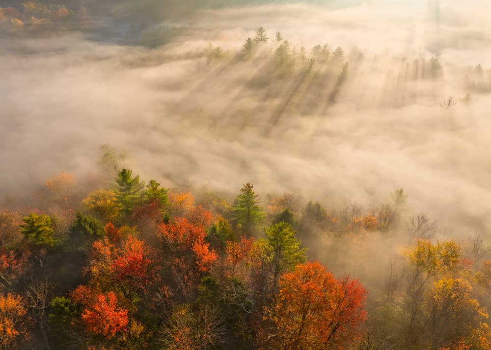 Autumn Forest Sunrise by John Fan — canvas wall art