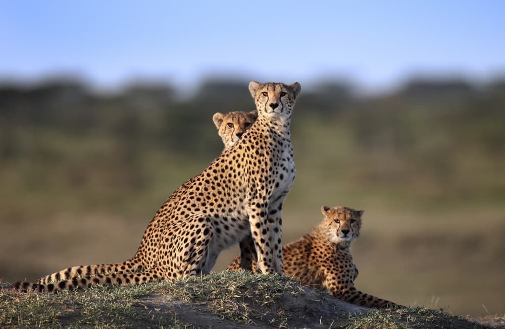 Watchful Cheetah Family by Sultan Sultan Al Aseeri — canvas wall art
